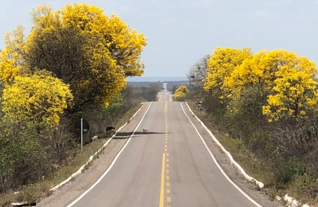 BR 315 Km 315 Floresta PE Foto IF